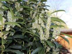 Kirschlorbeer / Lorbeerkirsche 'Genolia' ® -Günstiges Erd Seele Geschäft kirschlorbeer lorbeerkirsche genolia m012192 w 4