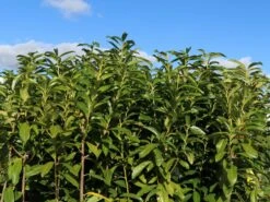 Kirschlorbeer / Lorbeerkirsche 'Genolia' ® -Günstiges Erd Seele Geschäft kirschlorbeer lorbeerkirsche genolia m012192 w 7