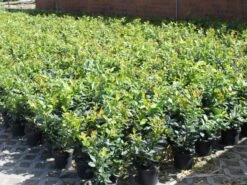 Kirschlorbeer / Lorbeerkirsche 'Kleopatra' ® -Günstiges Erd Seele Geschäft kirschlorbeer lorbeerkirsche kleopatra m047537 w 1