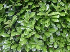 Kirschlorbeer / Lorbeerkirsche 'Rotundifolia' -Günstiges Erd Seele Geschäft kirschlorbeer lorbeerkirsche rotundifolia m002170 w 0