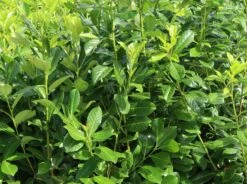 Kirschlorbeer / Lorbeerkirsche 'Rotundifolia' -Günstiges Erd Seele Geschäft kirschlorbeer lorbeerkirsche rotundifolia m002170 w 1