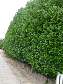 Kirschlorbeer / Lorbeerkirsche 'Rotundifolia' -Günstiges Erd Seele Geschäft kirschlorbeer lorbeerkirsche rotundifolia m002170 w 2