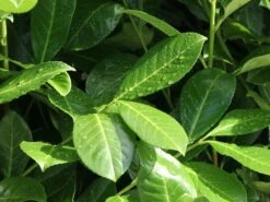 Kirschlorbeer / Lorbeerkirsche 'Rotundifolia' -Günstiges Erd Seele Geschäft kirschlorbeer lorbeerkirsche rotundifolia m002170 w 3