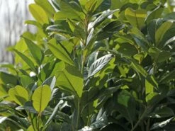 Kirschlorbeer / Lorbeerkirsche 'Rotundifolia' -Günstiges Erd Seele Geschäft kirschlorbeer lorbeerkirsche rotundifolia m002170 w 4