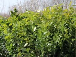 Kirschlorbeer / Lorbeerkirsche 'Rotundifolia' -Günstiges Erd Seele Geschäft kirschlorbeer lorbeerkirsche rotundifolia m002170 w 5