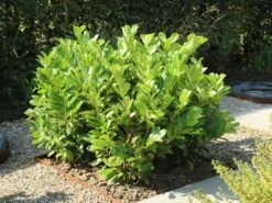 Kirschlorbeer / Lorbeerkirsche 'Rotundifolia' -Günstiges Erd Seele Geschäft kirschlorbeer lorbeerkirsche rotundifolia m002170 w 6