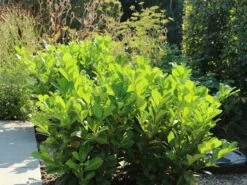 Kirschlorbeer / Lorbeerkirsche 'Rotundifolia' -Günstiges Erd Seele Geschäft kirschlorbeer lorbeerkirsche rotundifolia m002170 w 7