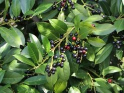 Kirschlorbeer / Lorbeerkirsche 'Rotundifolia' -Günstiges Erd Seele Geschäft kirschlorbeer lorbeerkirsche rotundifolia m002170 w 8