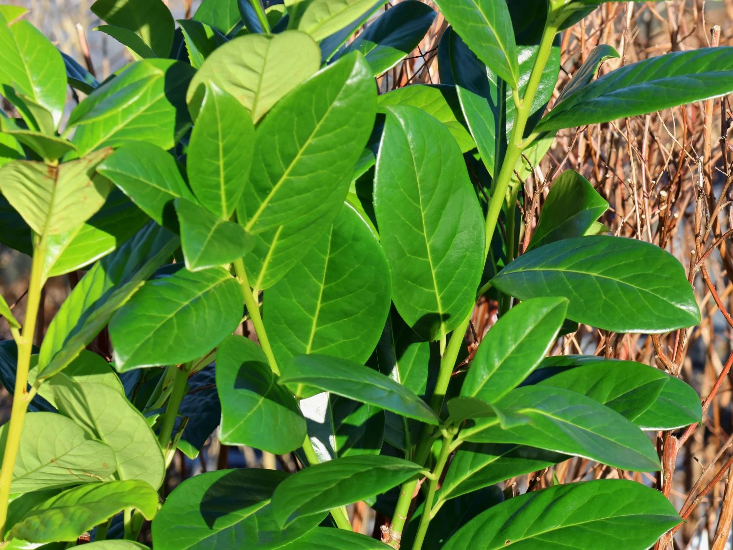 Kirschlorbeer 'Novita' 7 Kirschlorbeer 'Novita' – Bild 5