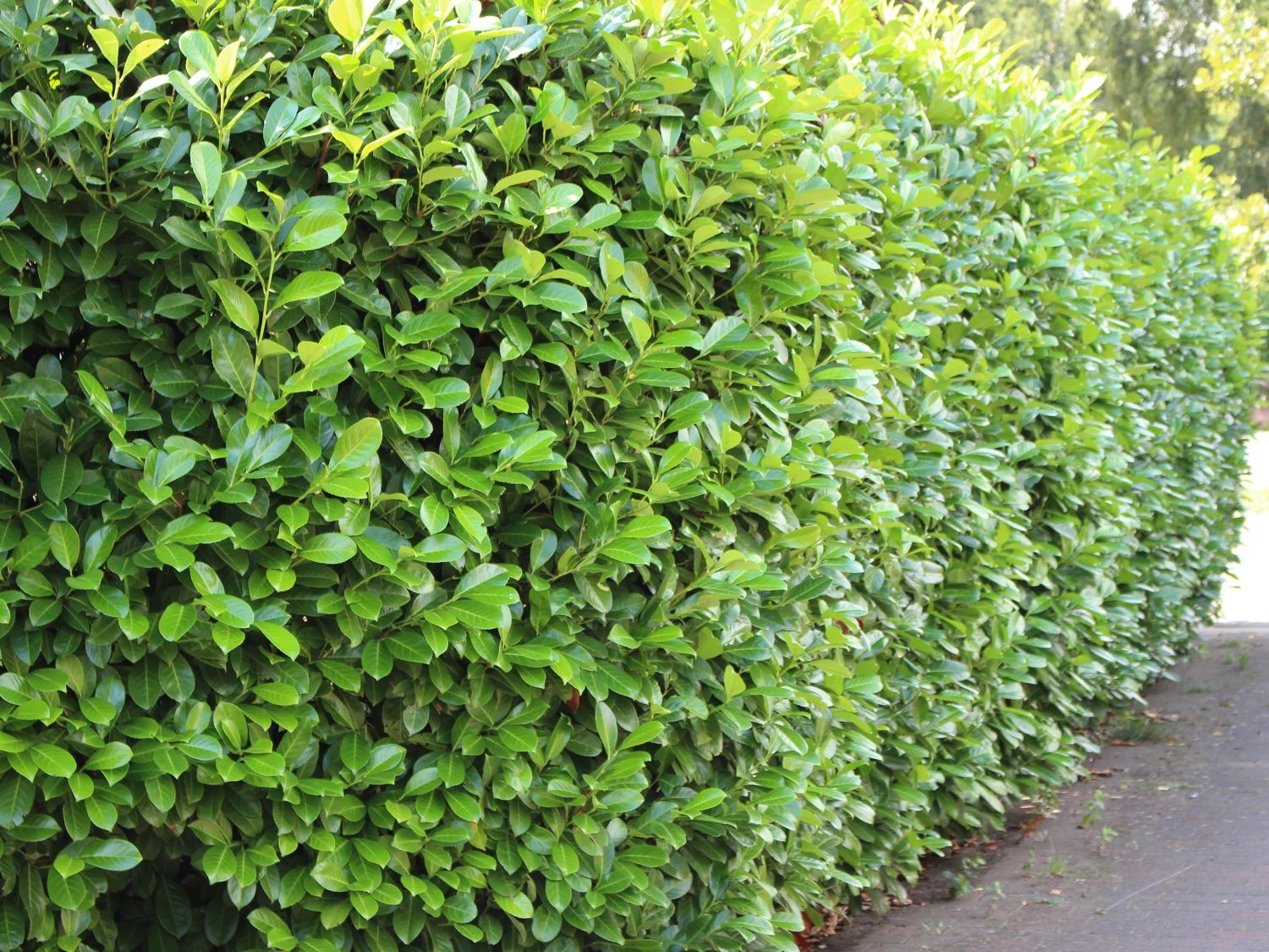 Kirschlorbeer 'Novita' 3 Kirschlorbeer 'Novita'