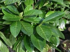 Kirschlorbeer 'Novita' 14 Kirschlorbeer 'Novita' -Günstiges Erd Seele Geschäft kirschlorbeer novitas m012650 w 0