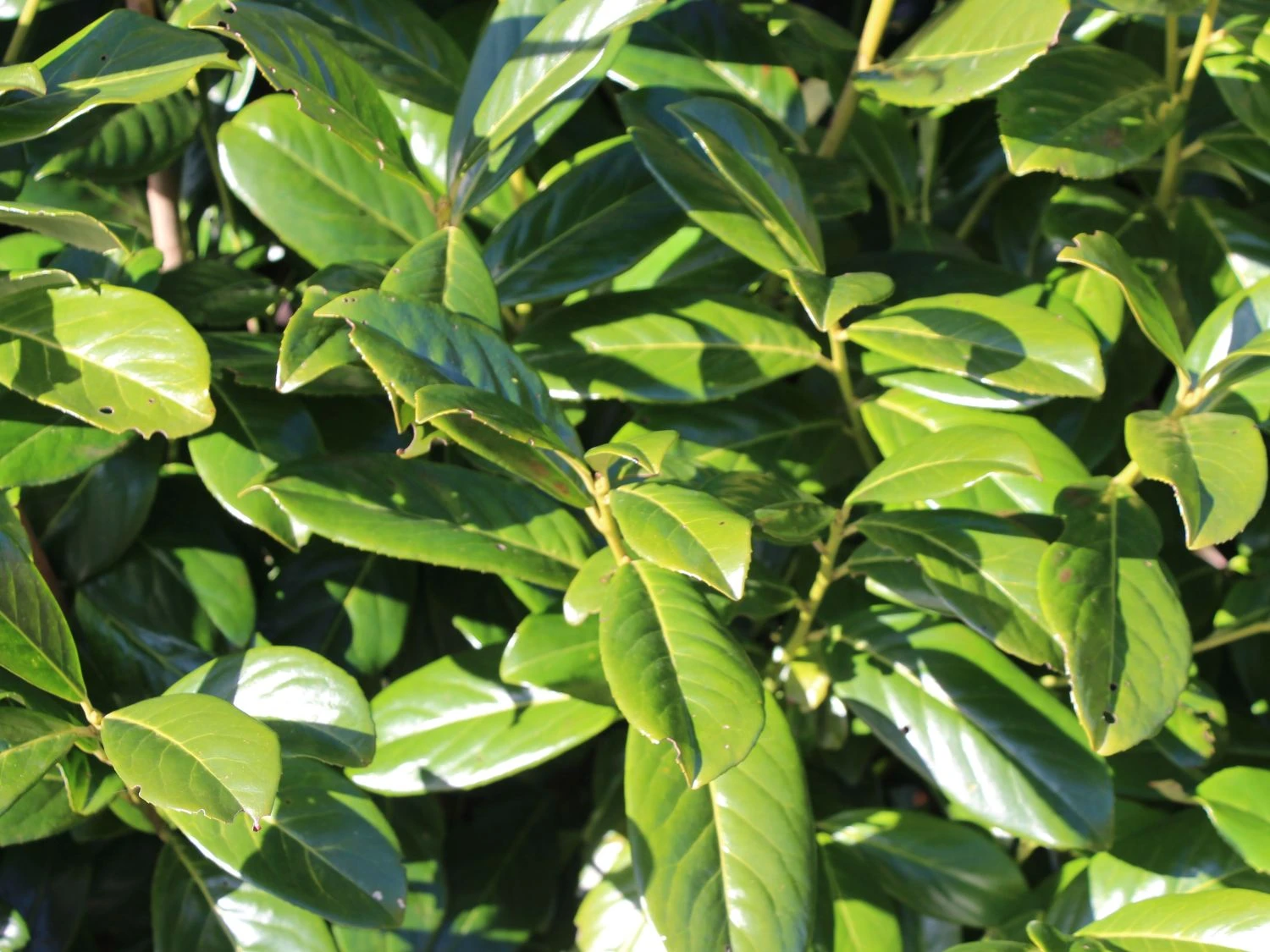 Kirschlorbeer 'Novita' 4 Kirschlorbeer 'Novita' – Bild 2