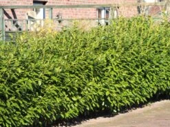 Kirschlorbeer 'Novita' 12 Kirschlorbeer 'Novita' -Günstiges Erd Seele Geschäft kirschlorbeer novitas m012650 w 4