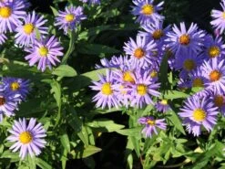 Kissen-Aster 'Prof. Anton Kippenberg' -Günstiges Erd Seele Geschäft kissen aster prof anton kippenberg m001580 w 0