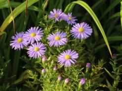 Kissen-Aster 'Prof. Anton Kippenberg' -Günstiges Erd Seele Geschäft kissen aster prof anton kippenberg m001580 w 2