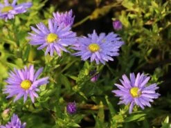 Kissen-Aster 'Prof. Anton Kippenberg' -Günstiges Erd Seele Geschäft kissen aster prof anton kippenberg m001580 w 3