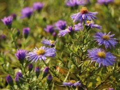 Kissen-Aster 'Prof. Anton Kippenberg' -Günstiges Erd Seele Geschäft kissen aster prof anton kippenberg m001580 w 5