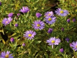 Kissen-Aster 'Prof. Anton Kippenberg' -Günstiges Erd Seele Geschäft kissen aster prof anton kippenberg m001580 w 6