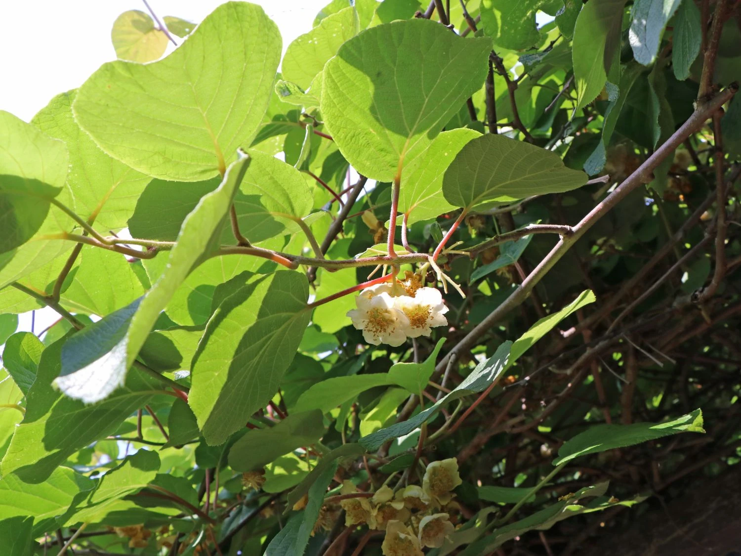 Kiwi 'Atlas' 2 Kiwi 'Atlas'