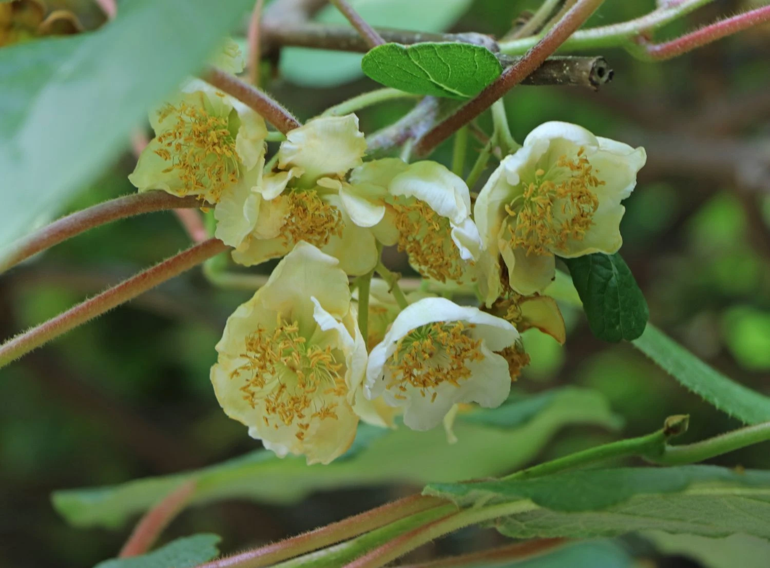 Kiwi 'Atlas' 3 Kiwi 'Atlas' – Bild 2