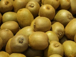 Kiwi 'Hayward' Weiblich