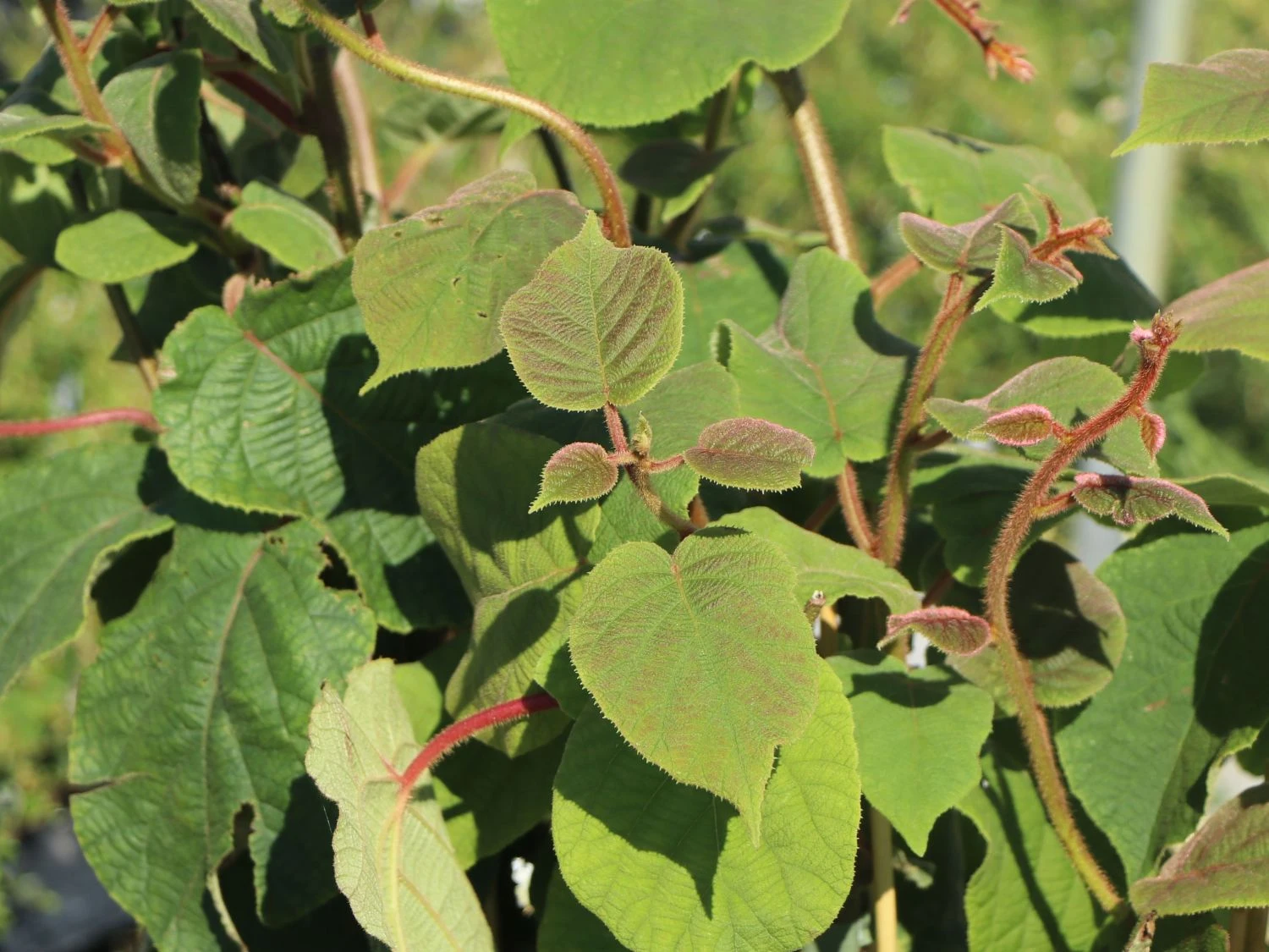 Kiwi 'Hayward' Weiblich 5 Kiwi 'Hayward' Weiblich – Bild 3