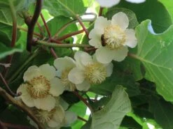 Kiwi 'Jenny' / 'Yennie' -Günstiges Erd Seele Geschäft kiwi jenny yennie m002538 w 0