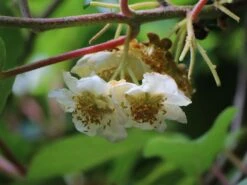 Kiwi 'Romeo'