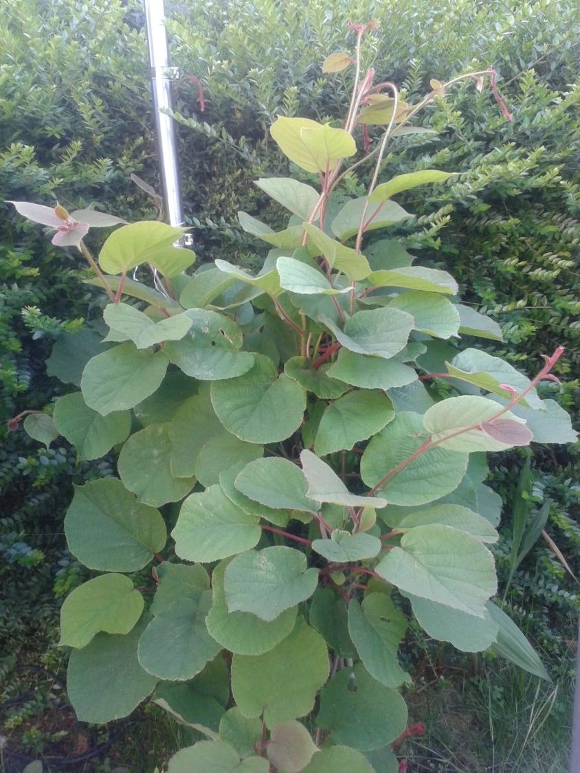 Kiwipaket 'Hayward' Weiblich Und 'Atlas' / Männlich 6 Kiwipaket 'Hayward' Weiblich Und 'Atlas' / Männlich – Bild 4