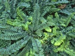 Kleiner Pfauenrad-Frauenhaarfarn 'Imbricatum' -Günstiges Erd Seele Geschäft kleiner pfauenradfarn imbricatum m074030 w 0