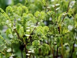 Kleiner Pfauenrad-Frauenhaarfarn 'Imbricatum' -Günstiges Erd Seele Geschäft kleiner pfauenradfarn imbricatum m074030 w 1