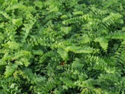 Kleiner Pfauenrad-Frauenhaarfarn 'Imbricatum' -Günstiges Erd Seele Geschäft kleiner pfauenradfarn imbricatum m074030 w 2