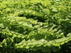 Kleiner Pfauenrad-Frauenhaarfarn 'Imbricatum' -Günstiges Erd Seele Geschäft kleiner pfauenradfarn imbricatum m074030 w 3