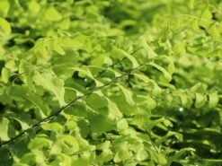 Kleiner Pfauenrad-Frauenhaarfarn 'Imbricatum' -Günstiges Erd Seele Geschäft kleiner pfauenradfarn imbricatum m074030 w 4