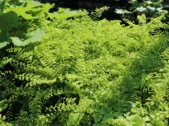 Kleiner Pfauenrad-Frauenhaarfarn 'Imbricatum' -Günstiges Erd Seele Geschäft kleiner pfauenradfarn imbricatum m074030 w 5