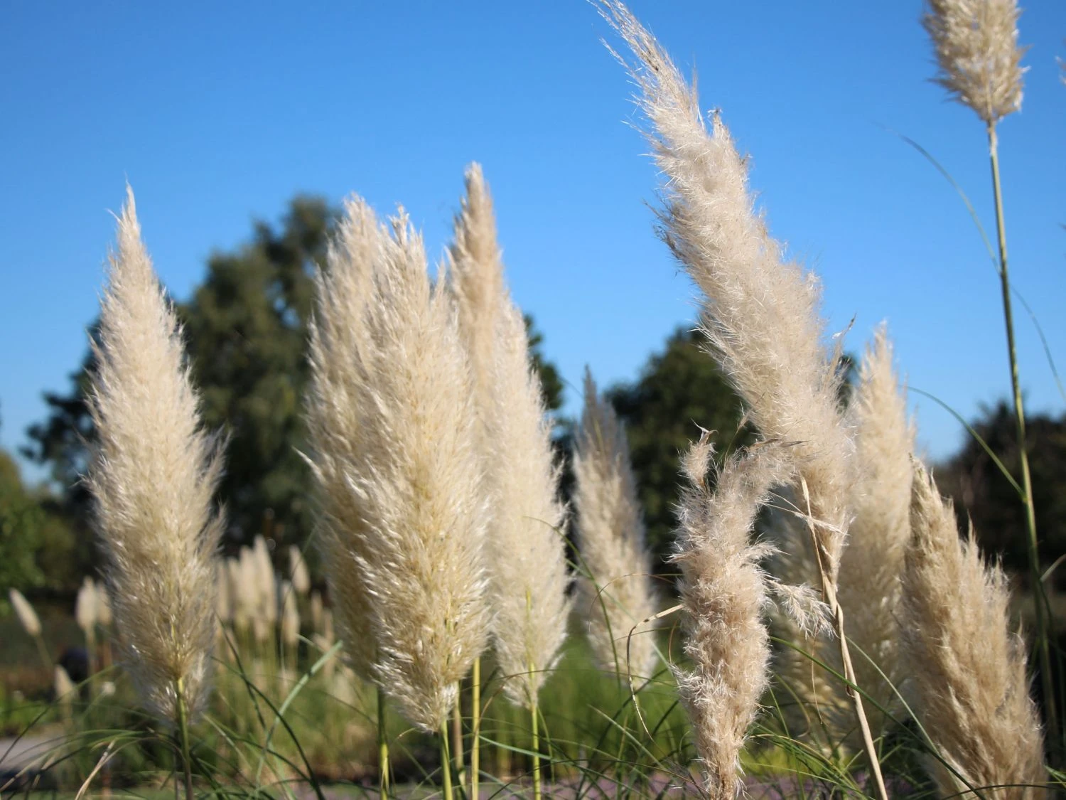 Kleines Pampasgras 'Compacta' 3 Kleines Pampasgras 'Compacta'