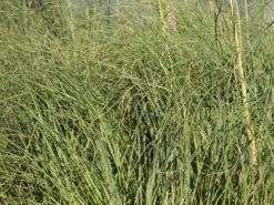 Kleines Pampasgras 'Compacta' 8 Kleines Pampasgras 'Compacta' -Günstiges Erd Seele Geschäft kleines pampasgras compacta m058293 w 0