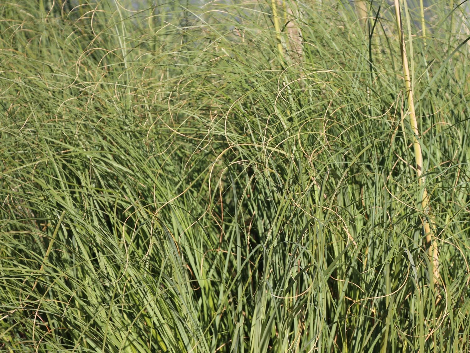 Kleines Pampasgras 'Compacta' 4 Kleines Pampasgras 'Compacta' – Bild 2