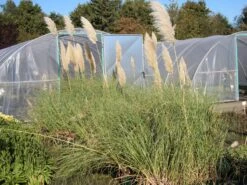 Kleines Pampasgras 'Compacta' 9 Kleines Pampasgras 'Compacta' -Günstiges Erd Seele Geschäft kleines pampasgras compacta m058293 w 1