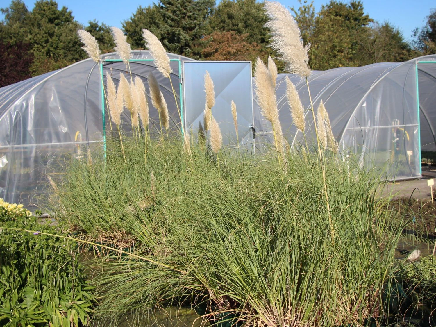 Kleines Pampasgras 'Compacta' 5 Kleines Pampasgras 'Compacta' – Bild 3