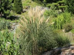 Kleines Pampasgras 'Compacta' 10 Kleines Pampasgras 'Compacta' -Günstiges Erd Seele Geschäft kleines pampasgras compacta m058293 w 2