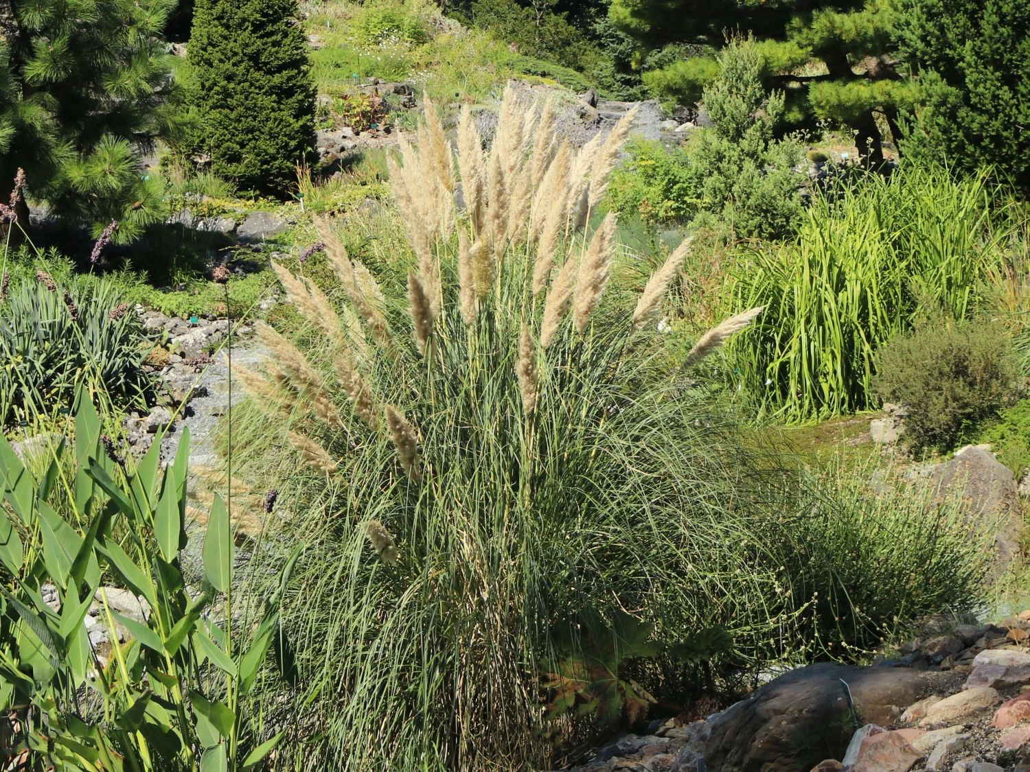 Kleines Pampasgras 'Compacta' 6 Kleines Pampasgras 'Compacta' – Bild 4