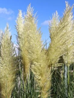 Kleines Pampasgras 'Evita' ® -Günstiges Erd Seele Geschäft kleines pampasgras evita m063642 w 0