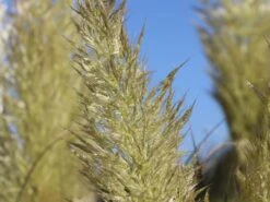 Kleines Pampasgras 'Evita' ® -Günstiges Erd Seele Geschäft kleines pampasgras evita m063642 w 2