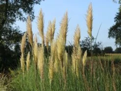 Kleines Pampasgras 'Evita' ® -Günstiges Erd Seele Geschäft kleines pampasgras evita m063642 w 4