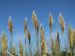 Kleines Pampasgras 'Evita' ® -Günstiges Erd Seele Geschäft kleines pampasgras evita m063642 w 6