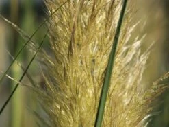 Kleines Pampasgras 'Evita' ® -Günstiges Erd Seele Geschäft kleines pampasgras evita m063642 w 7