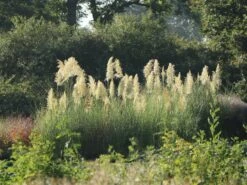 Kleines Pampasgras 'Evita' ® -Günstiges Erd Seele Geschäft kleines pampasgras evita m063642 w 8