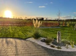 Kleines Pampasgras 'Pumila' 33 Kleines Pampasgras 'Pumila' -Günstiges Erd Seele Geschäft kleines pampasgras pumila m010760 1187108 0