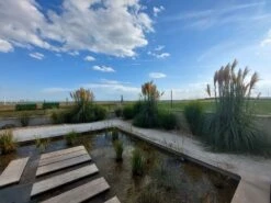 Kleines Pampasgras 'Pumila' 31 Kleines Pampasgras 'Pumila' -Günstiges Erd Seele Geschäft kleines pampasgras pumila m010760 1192055 1